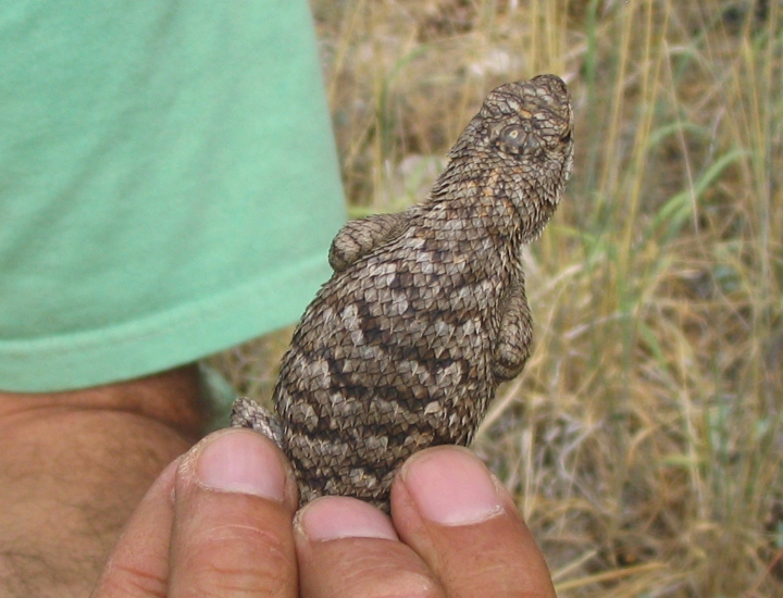 Great Basin Fence Lizard